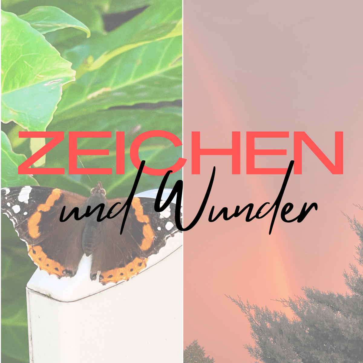 Der Schmetterling – ein Zeichen von Unbeschwertheit und&nbsp;Freude